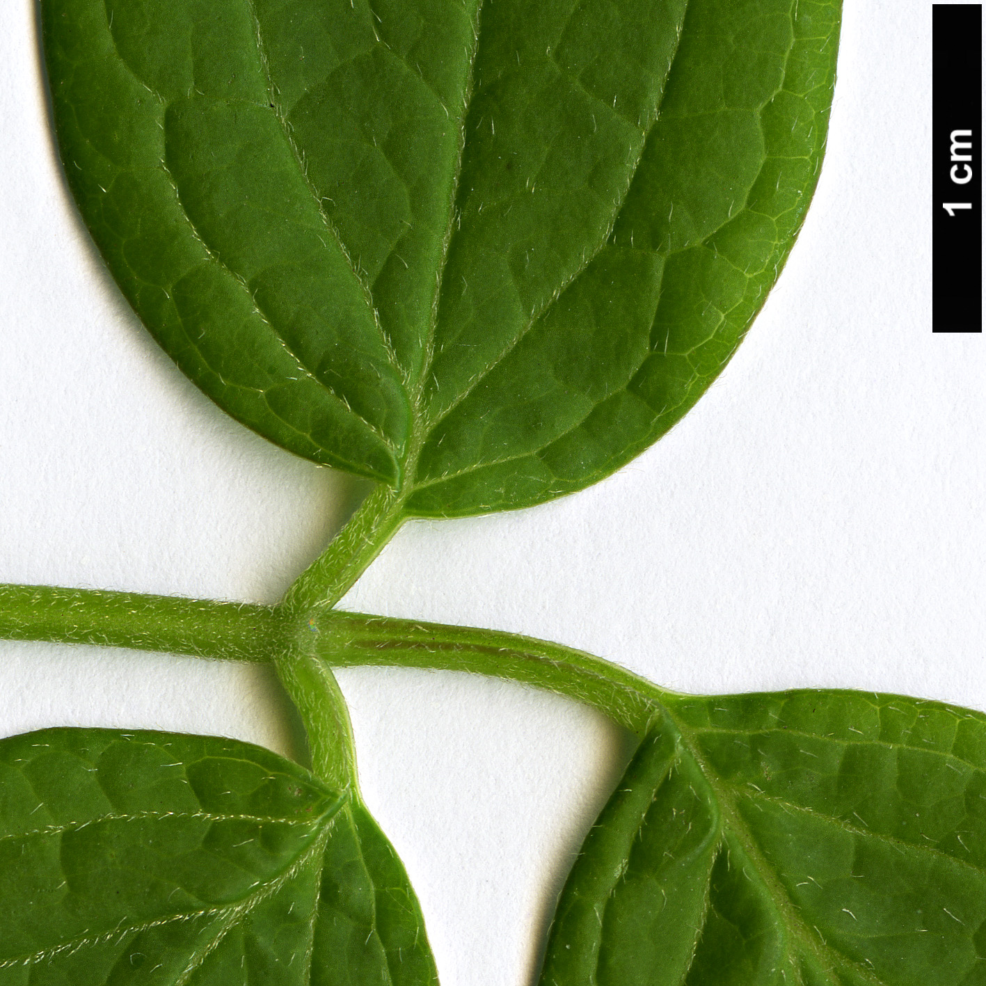 High resolution image: Family: Ranunculaceae - Genus: Clematis - Taxon: montana - SpeciesSub: var. grandiflora